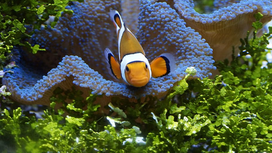 underwater photo of clownfish, anemonefish, sea, orange, white HD wallpaper