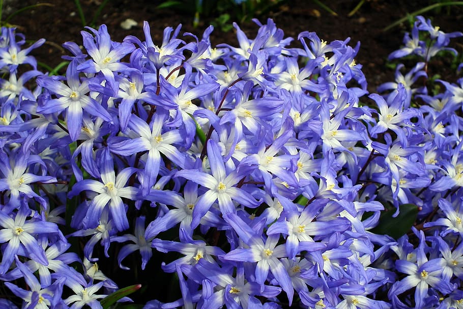 flower, blue, spring, plant, nature, floral, flowering plant HD wallpaper