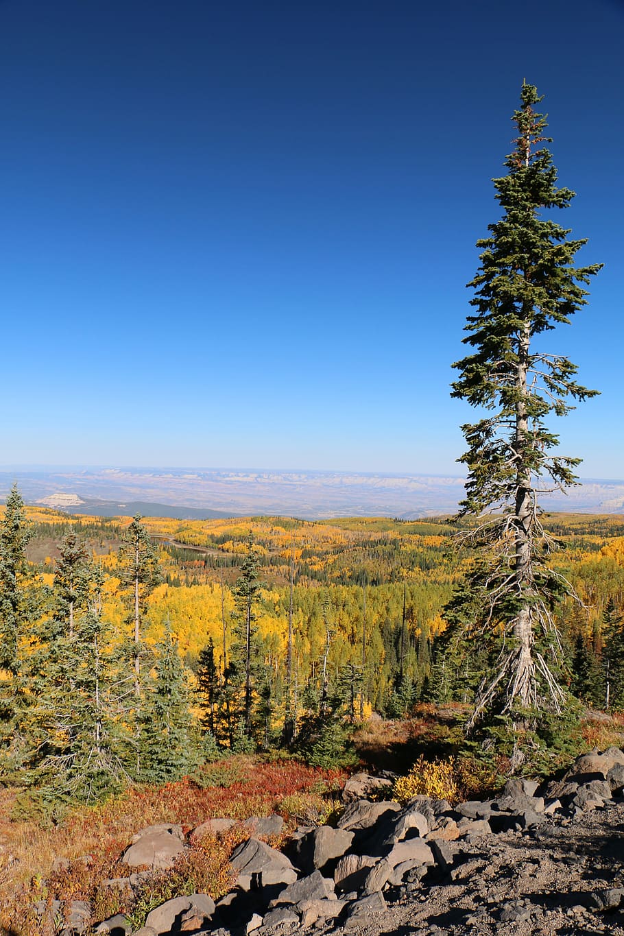 Pine Tree, Mountains, autumn, forest, nature, grove, green HD wallpaper