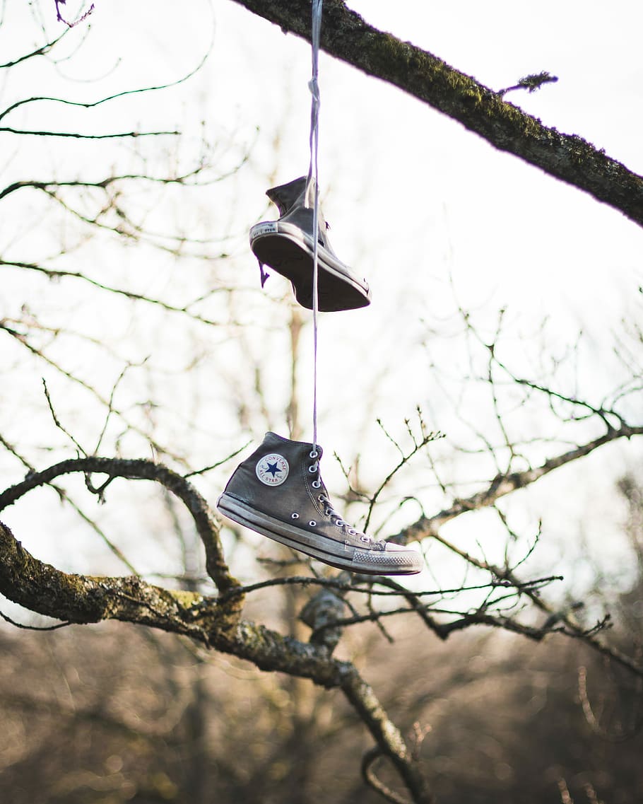 photo of gray Converse All-Star high-tops hanged on tree, pair of gray Converse All Star high-top sneakers