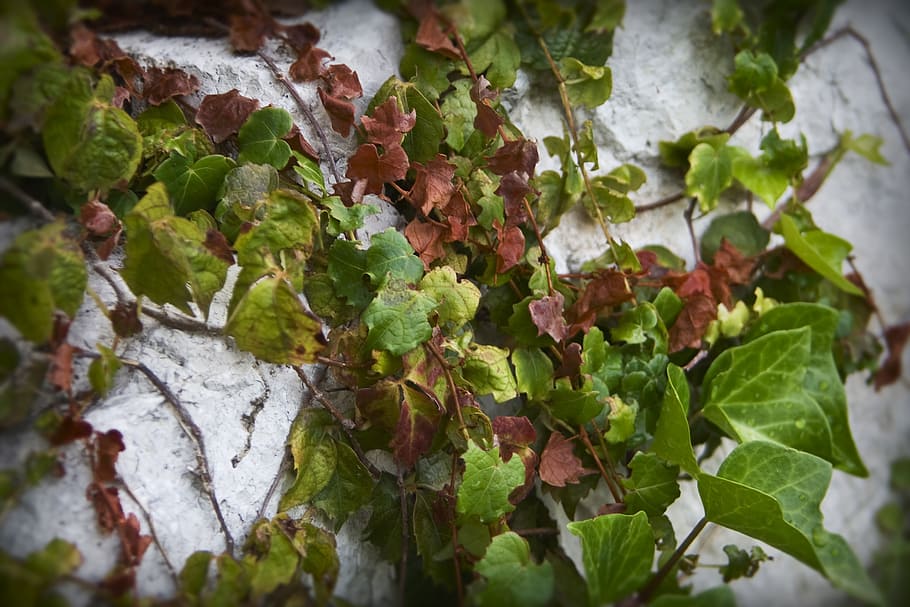 vines, plants, wall, flora, leaf, plant part, growth, green color HD wallpaper