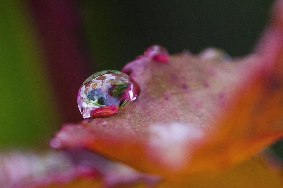 nature, water, reflection, selective focus, close-up, plant HD wallpaper