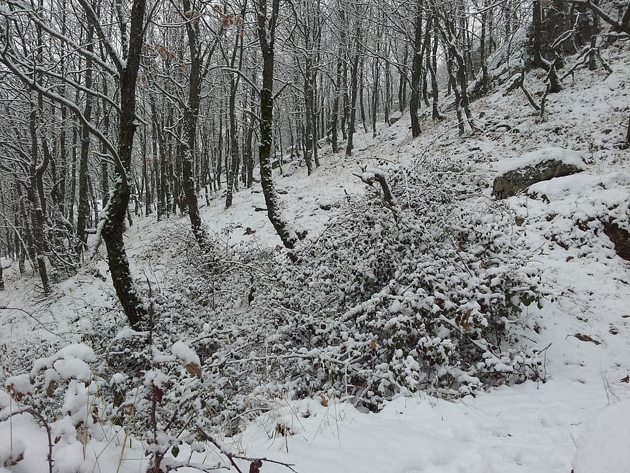 landscape, winter, snow, nature, tree, forest, frost, cold - Temperature HD wallpaper