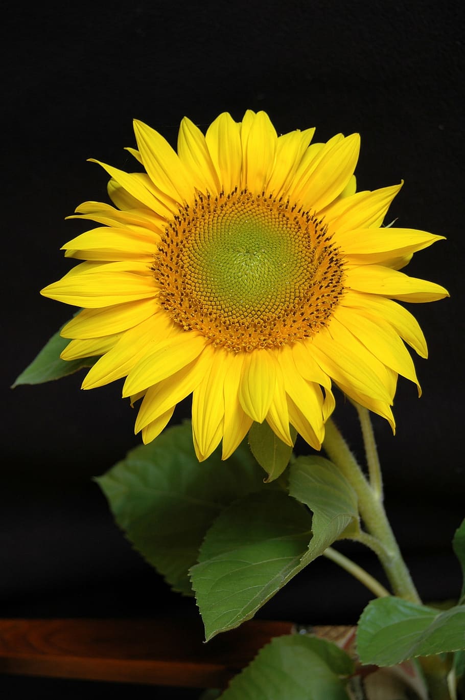 bloom, blossom, close-up, flora, flower, leaves, petals, plant HD wallpaper