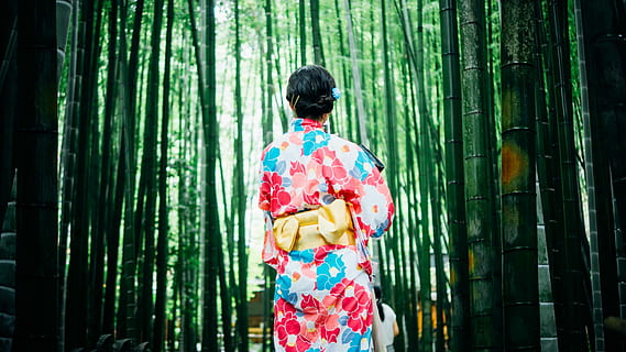 back view of a woman in pink, red, white and blue floral japanese suit surrounded by bamboos photo HD wallpaper