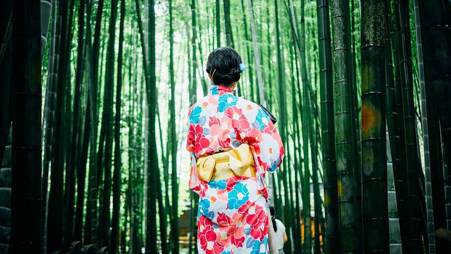 back view of a woman in pink, red, white and blue floral japanese suit surrounded by bamboos photo, HD wallpaper