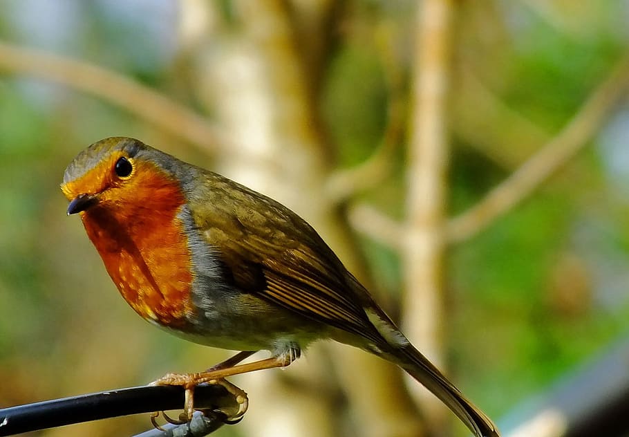orange and green bird in focus photography during daytime, robin