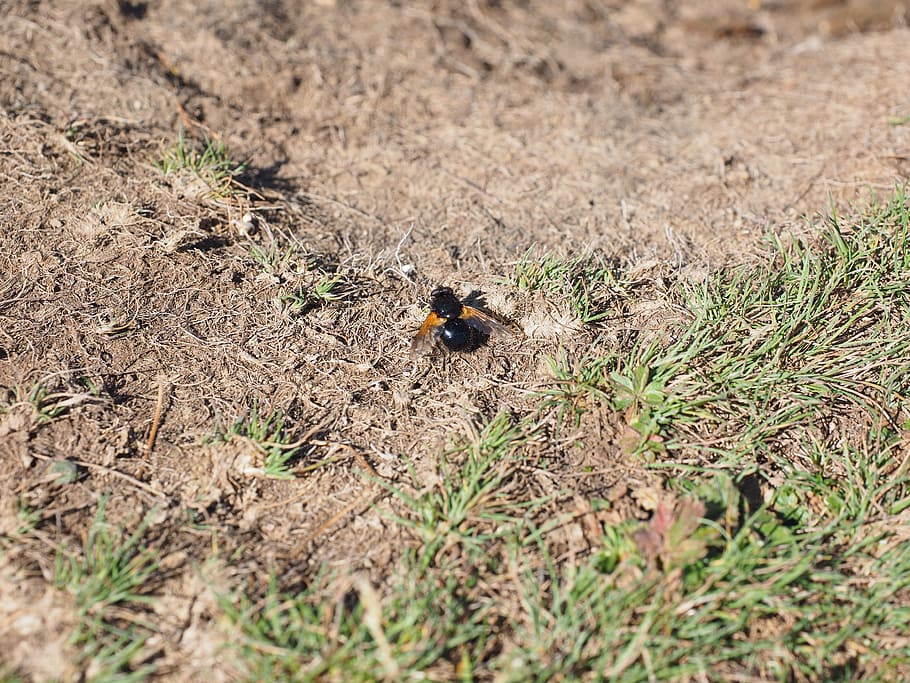 common forest hover fly, insect, bee, common bumblebee-hover fly HD wallpaper