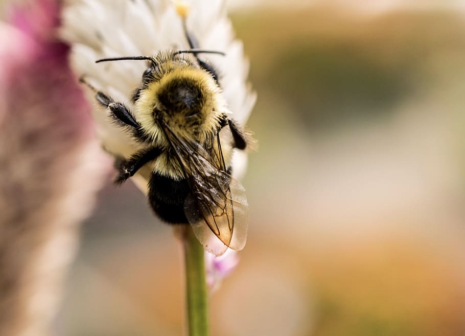 nature, summer, garden, petals, bee, blur, bumblebee, close-up HD wallpaper