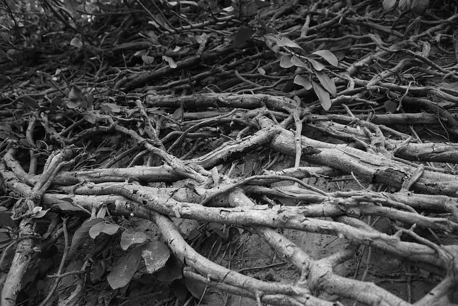 tree, black and white, nature, branch, pattern, leaf, forest HD wallpaper