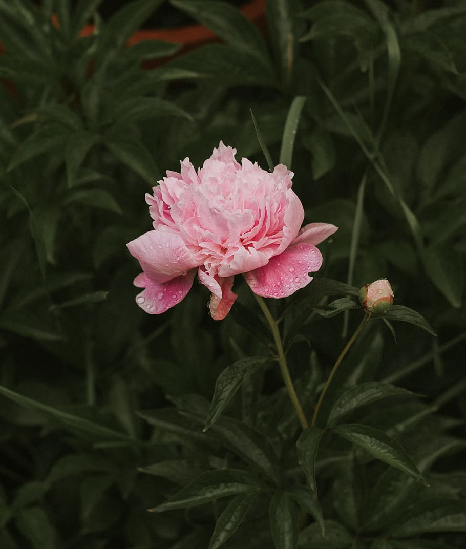 pink petaled flower at daytime, Peonies 2, peony, dew drop, raindrop HD wallpaper