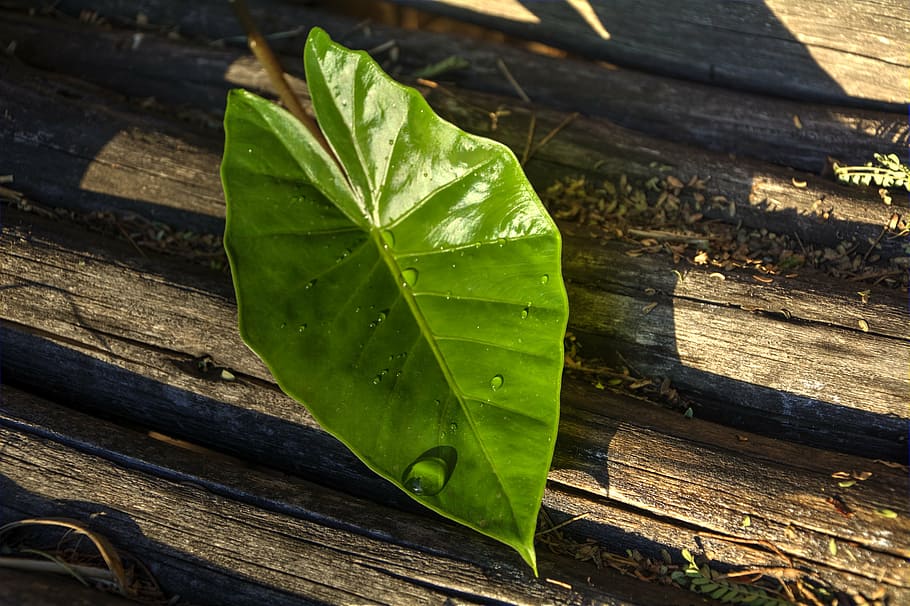 leaf, texture, lines, green, nature, wood - Material, backgrounds HD wallpaper