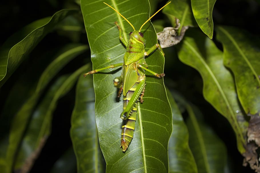 grasshopper, disgusting, green, leaf, plant part, animal themes HD wallpaper