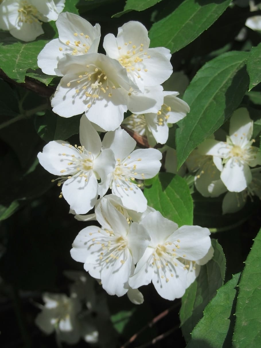 jasmine, white flowers, fragility, flowering plant, vulnerability HD wallpaper