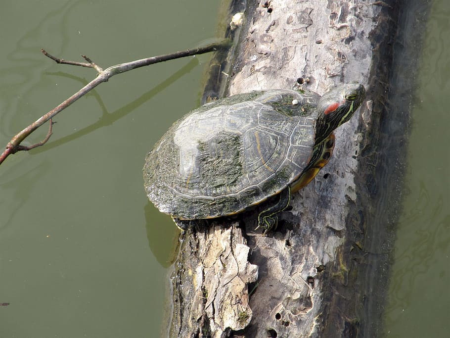 Turtle, Log, Sunning, Water, Reptile, lake, wildlife, nature HD wallpaper