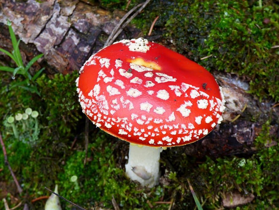 mushroom, red, white dots, moss, forest, autumn, green, nature HD wallpaper