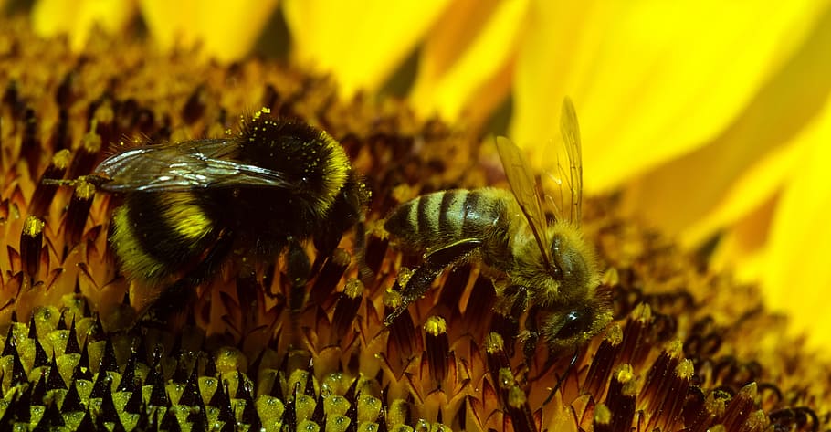 hummel, bee, blossom, bloom, insect, pollination, flower, nature HD wallpaper