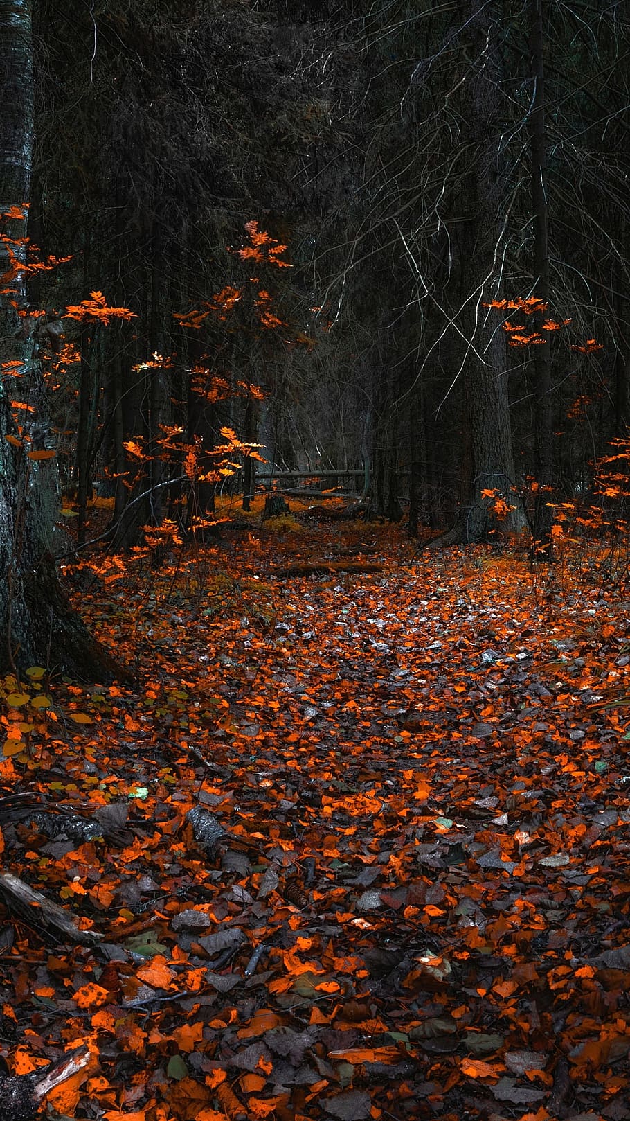 autumn, forest, leaves, trees, change, leaf, plant part, orange color HD wallpaper