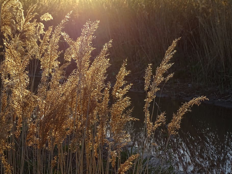 sunset, grass, evening, landscape, twilight, plant, growth HD wallpaper