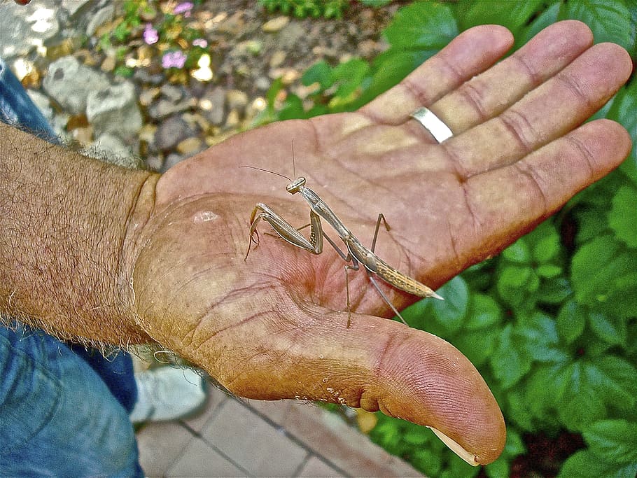 hand, mantis, insect, human body part, human hand, one person HD wallpaper