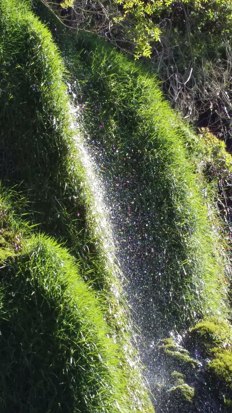 waterfall, nature, freshness, green Color, plant, growth, beauty in nature HD wallpaper
