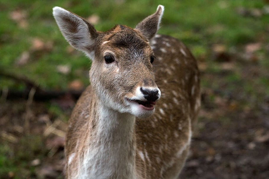 hirsch, fallow deer, forest, animal themes, animal wildlife HD wallpaper
