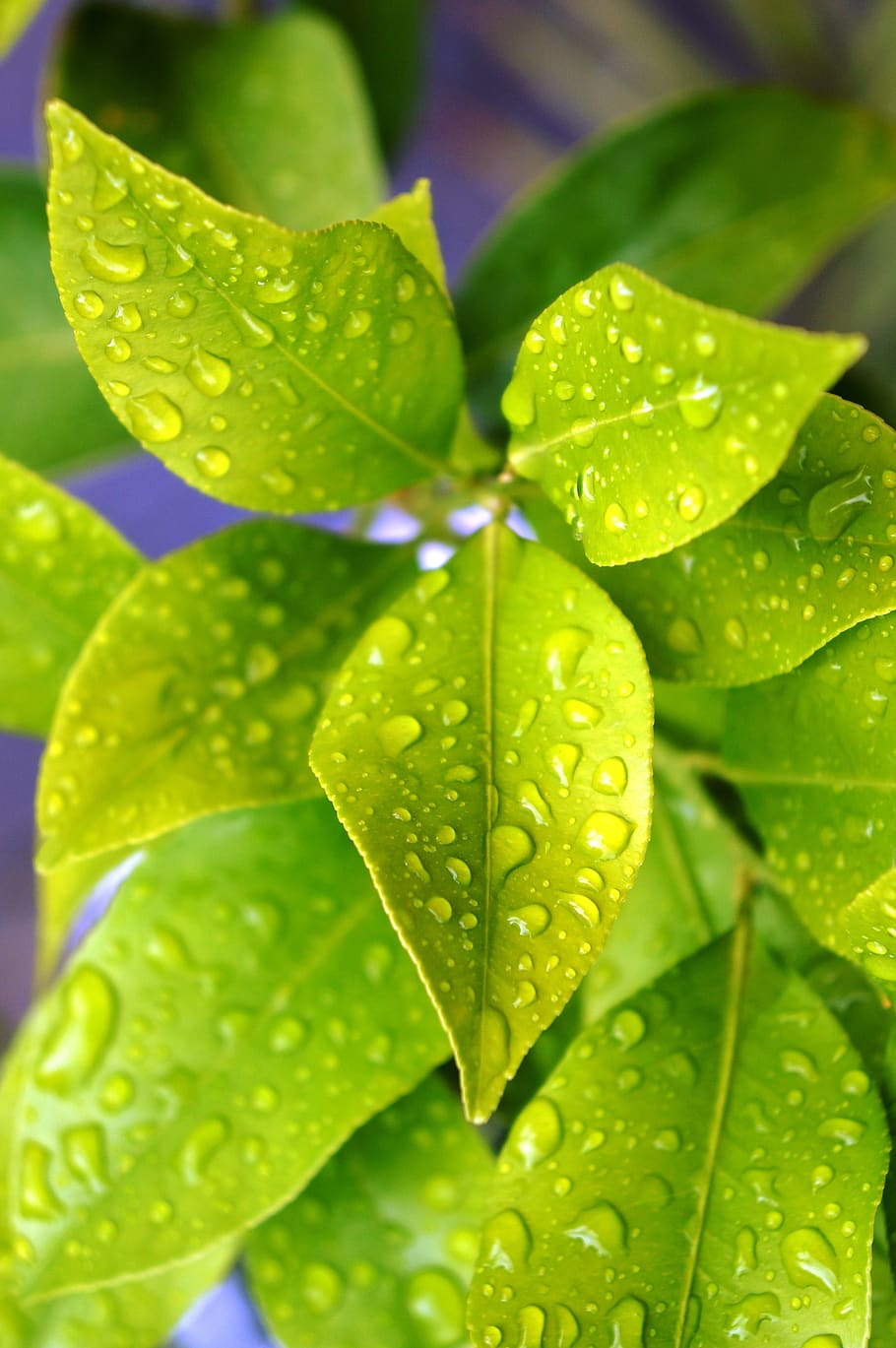 lemon, plant, drops, green, leaf, plant part, green color, close-up HD wallpaper