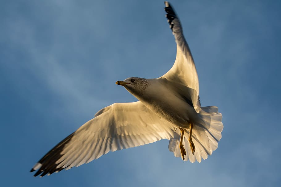 Gulls on a Winter Afternoon, gray and black flying bird during daytime HD wallpaper