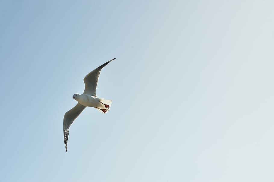animal, bird, gull, seabird, seagull, sky, wildlife, flying HD wallpaper