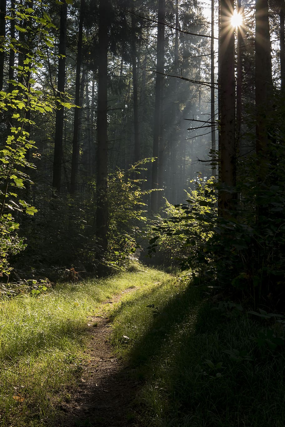 forest, sun, sunlight, landscape, backlighting, bright, panasonic gx80 HD wallpaper