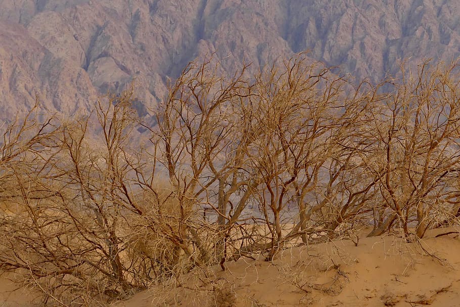 desert, jordan, sands, tree, tranquility, no people, beauty in nature HD wallpaper