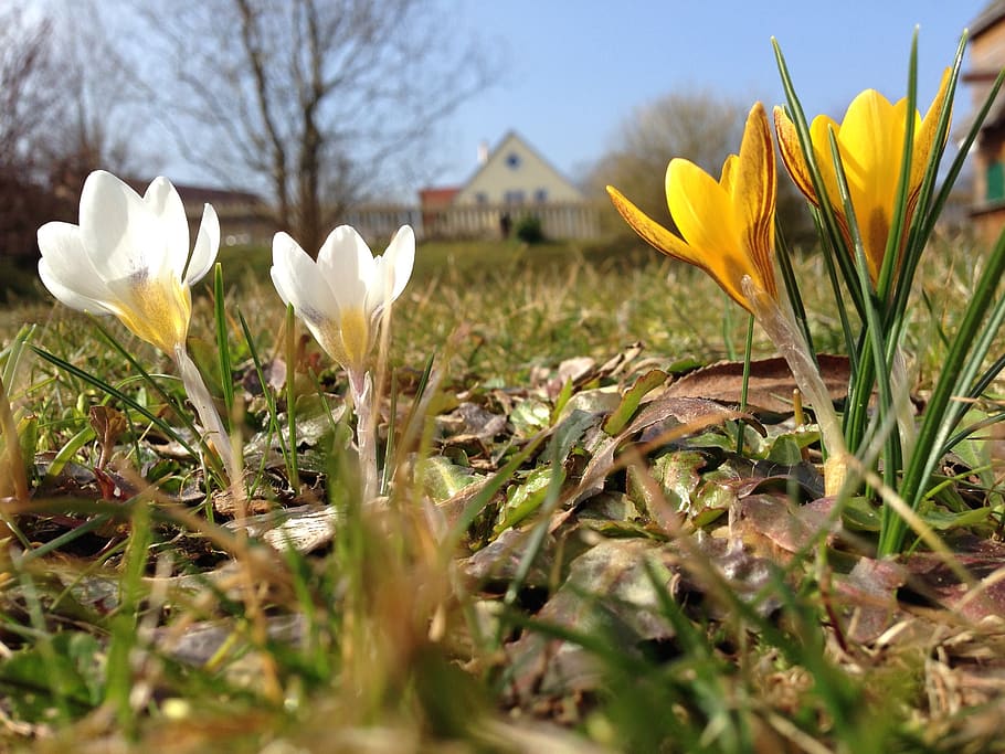 spring, flower, crocus, plant, flowering plant, freshness, beauty in nature HD wallpaper