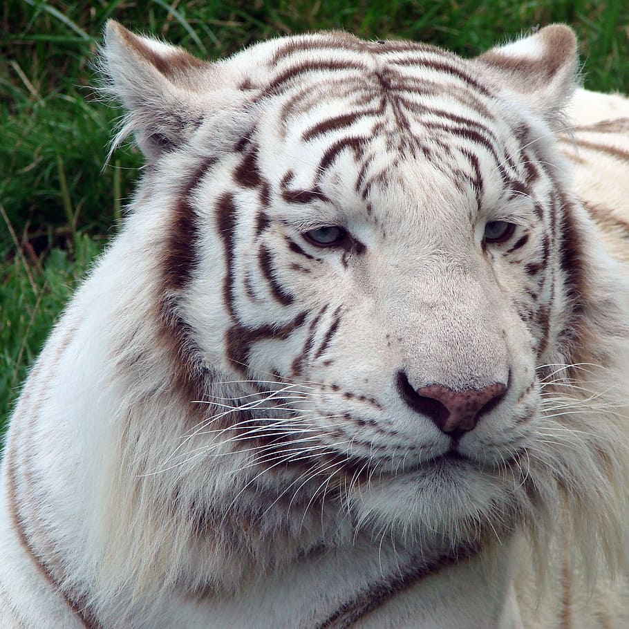 white tiger close up shot, Nature, Outside, Feline, wildlife HD wallpaper