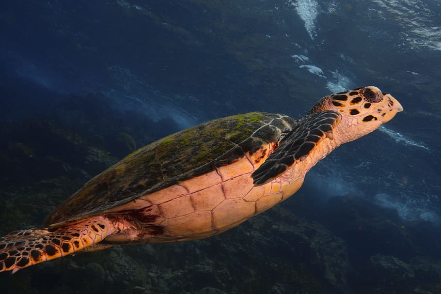 turtle, sea, scuba diving, animal themes, one animal, animal wildlife HD wallpaper