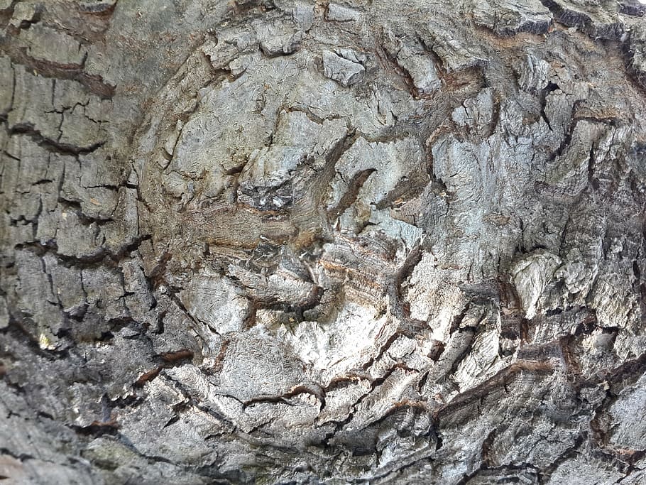 tree, texture, ground, macro, detail, brown, timber, pattern HD wallpaper