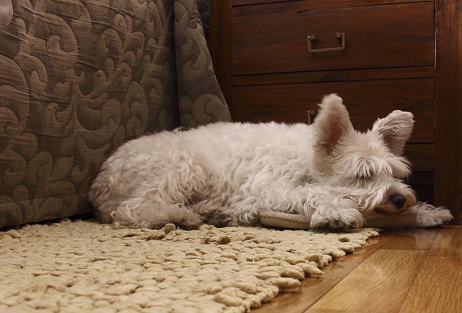 Dog, Sleep, Soil, domestic animals, one animal, pets, animal themes HD wallpaper
