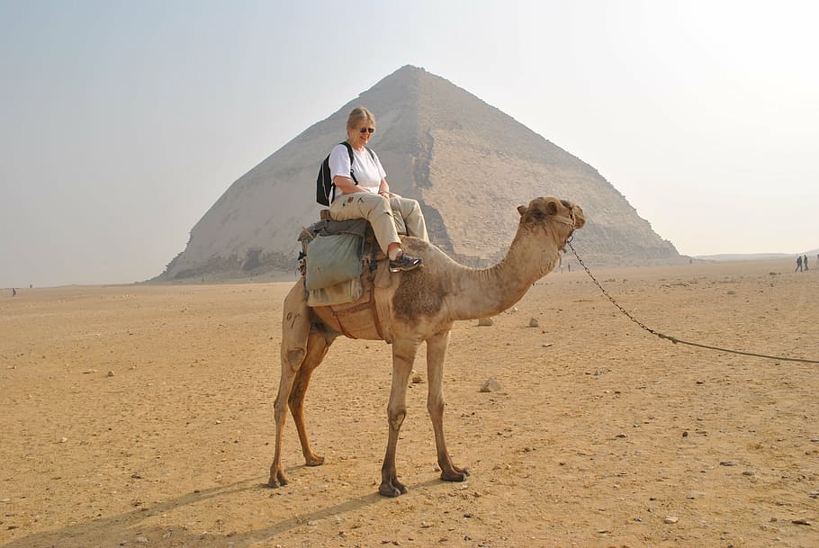 camel, pyramids, tourist information, mammal, domestic animals, HD wallpaper