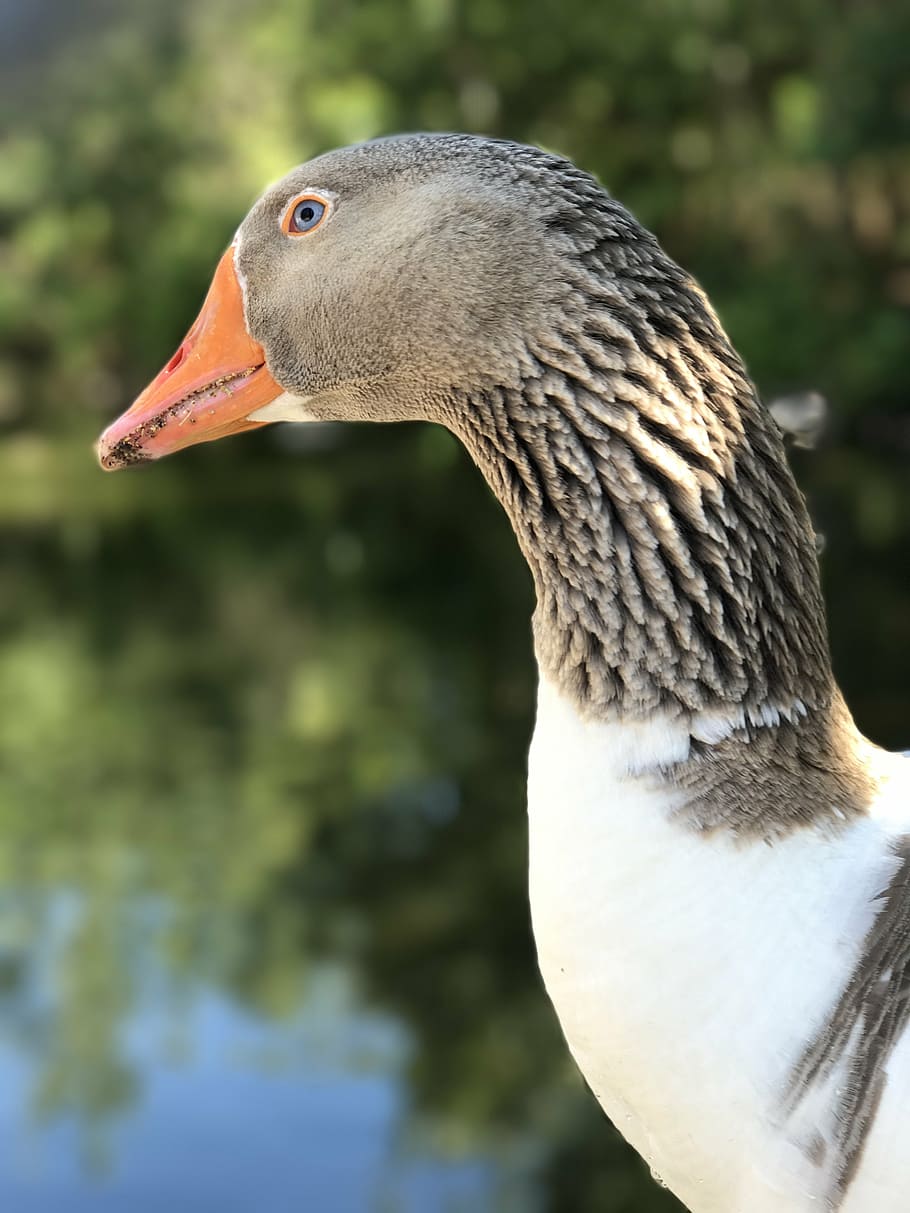 goose, bird, neck, close up, animal, eye, head, goose goose HD wallpaper