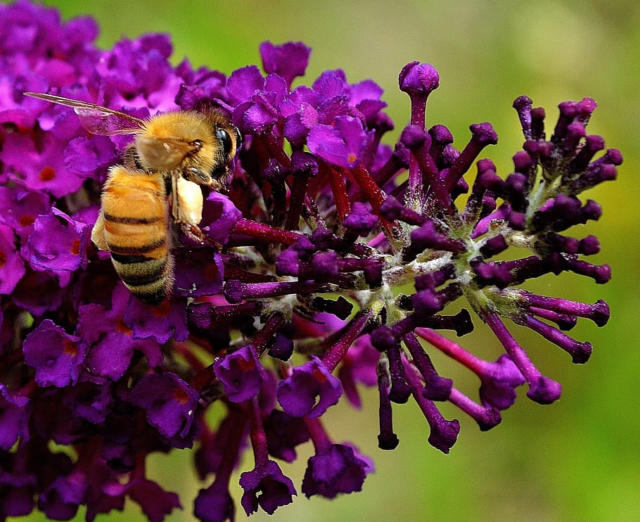 Working Bee, Nature, Pollen, Macro, flower, garden, nectar HD wallpaper