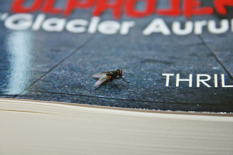 book, fly, books, paper, white, pressure, insect, animal, animal themes HD wallpaper