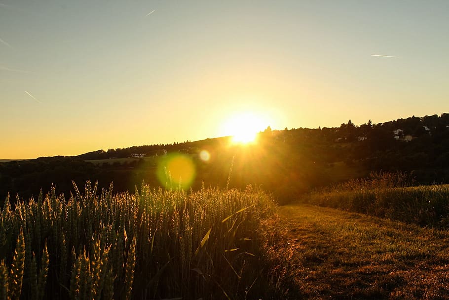sunset, dawn, landscape, sky, sunlight, field, tranquility HD wallpaper
