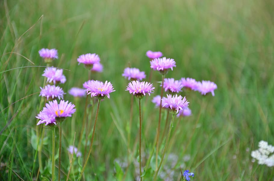 Nature, Flower, Plant, spring flowers, green, turkey plant, HD wallpaper