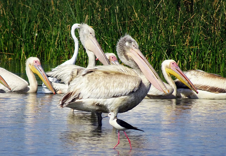 bird, pelican, young, fledgling, ornithology, wildlife, nature HD wallpaper