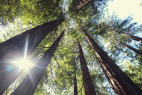 low angle photography of trees, bottom view of green leafed trees HD wallpaper