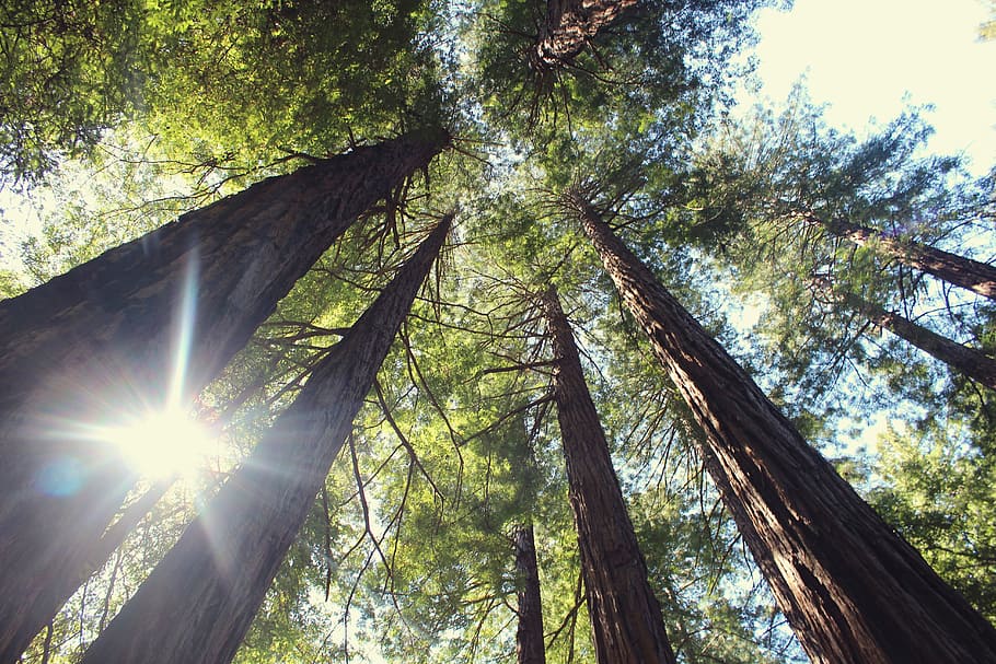 low angle photography of trees, bottom view of green leafed trees HD wallpaper