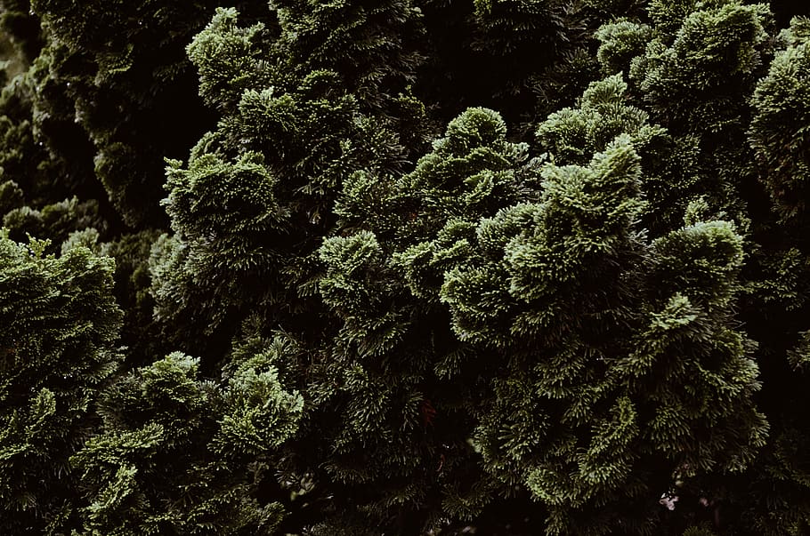 green grass, texture, pattern, abstract, plant, tree, growth HD wallpaper