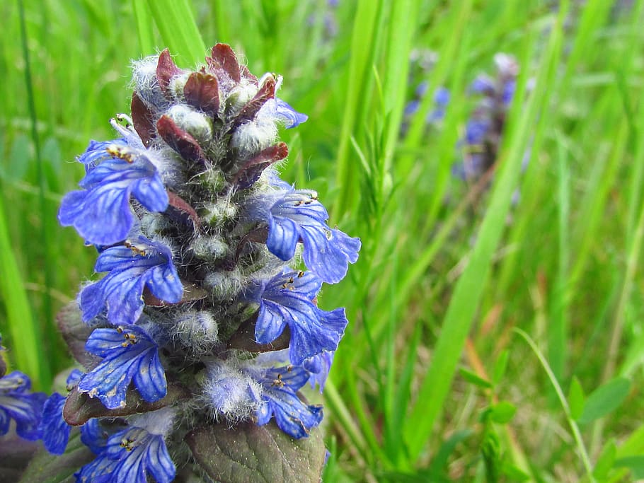 flowers, spring, blue, grass, green, nature, meadow, messengers of spring HD wallpaper