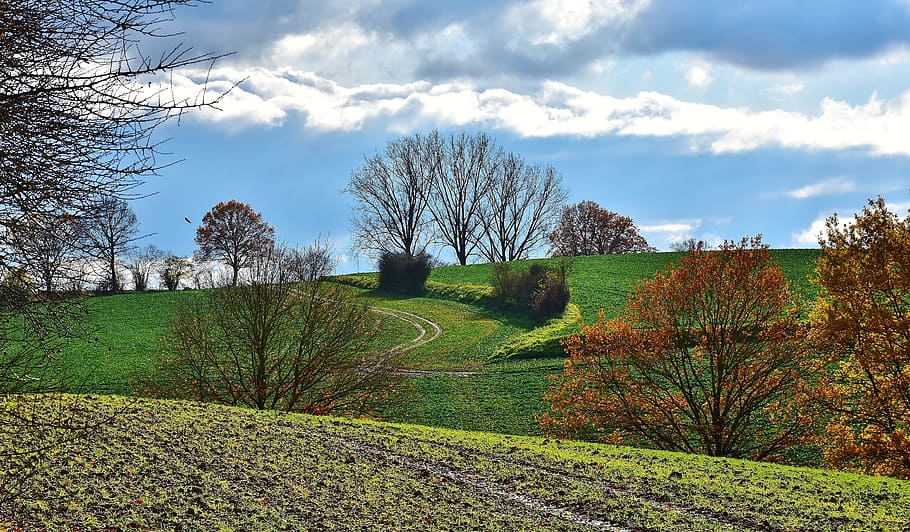 green grass and trees under sky, landscape, sunlight, nature HD wallpaper