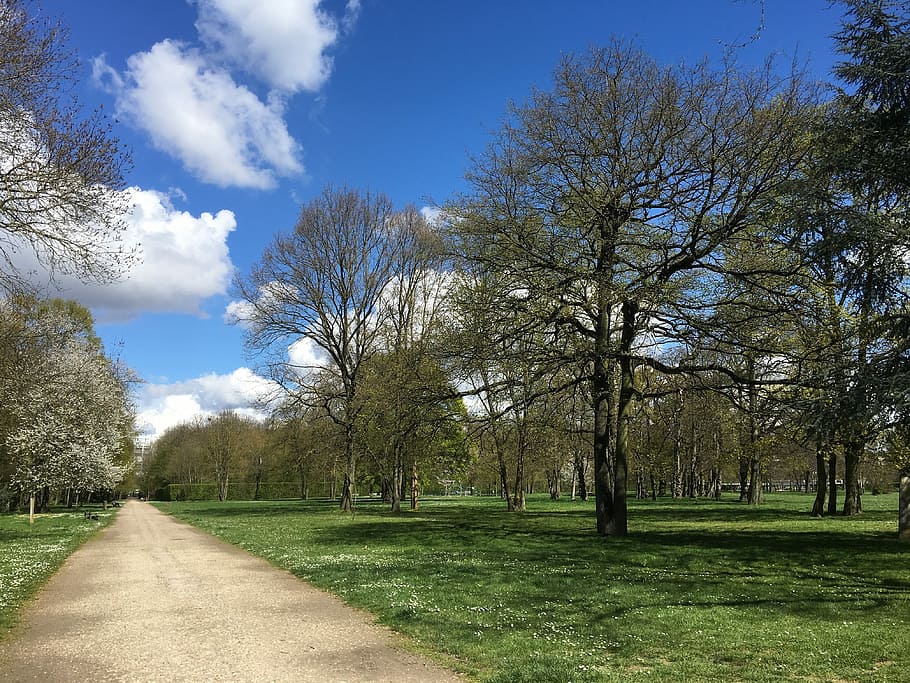 Spring, Sun, Nature, Daisies, park, trees, grass, sky, landscape HD wallpaper