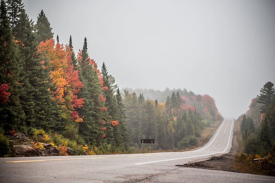 trees, forest, plants, nature, autumn, road, transportation HD wallpaper